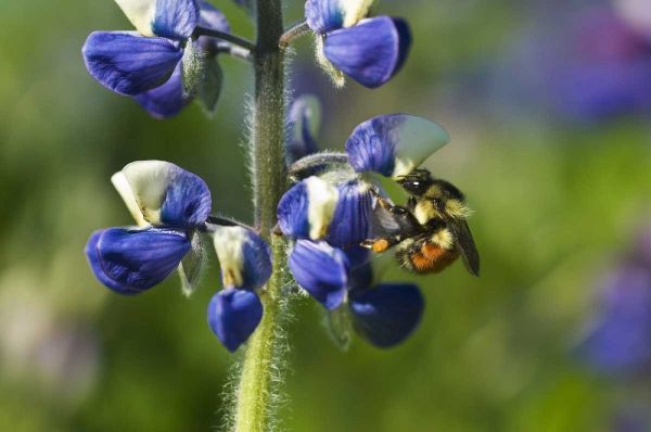 USA, Alaska, Inside Passage Bee on lupine flower